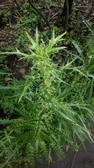 Eryngium proteiflorum