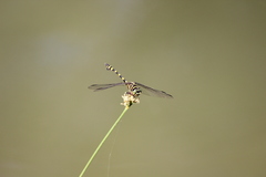 Ictinogomphus