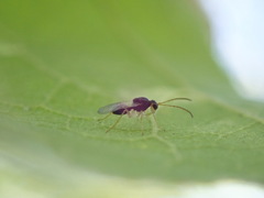 Synergini