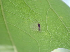 Synergini