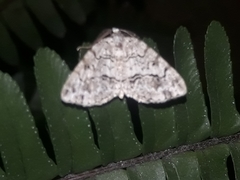 Macaria graphidaria