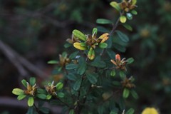 Pultenaea tarik
