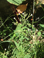 Epilobium glandulosum