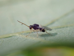 Synergini