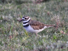 Charadrius vociferus