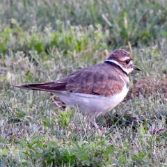 Charadrius vociferus