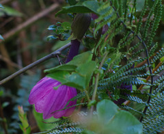 Passiflora cumbalensis