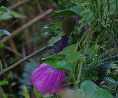 Passiflora cumbalensis