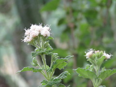 Ageratina scorodonioides