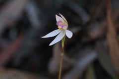 Caladenia alata