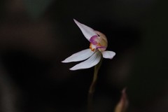 Caladenia alata