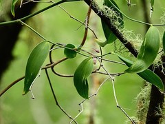 Wonga Wonga Vine (Eustrephus latifolius)