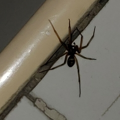 Steatoda