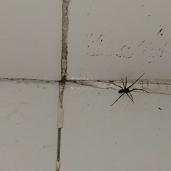 Steatoda