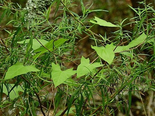 Image of Calystegia marginata by (c) Max Campbell, some rights reserved (CC BY)