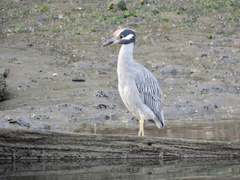 Nyctanassa violacea