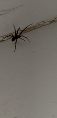 Steatoda