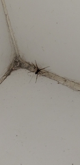 Steatoda