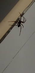 Steatoda