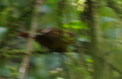 Cinnycerthia unirufa