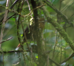 Cinnycerthia unirufa