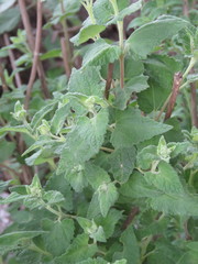 Ageratina scorodonioides