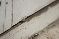 Menemerus bivittatus