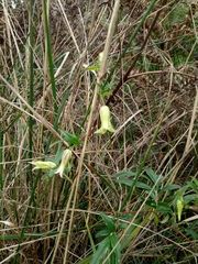 Billardiera mutabilis