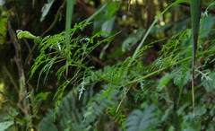 Centropogon dissectus