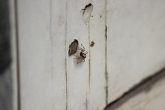 Menemerus bivittatus