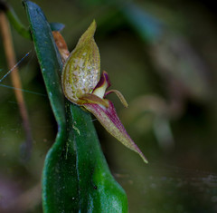 Pleurothallis corysta