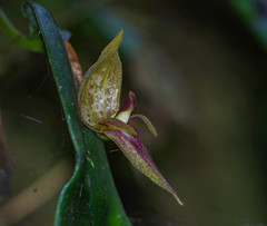 Pleurothallis corysta