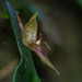 Pleurothallis corysta - Photo (c) David Torres, some rights reserved (CC BY-NC), uploaded by David Torres