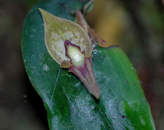 Pleurothallis corysta