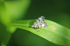 Choreutis pariana