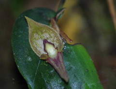 Pleurothallis corysta