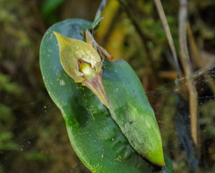 Pleurothallis corysta