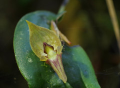 Pleurothallis corysta