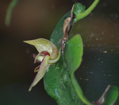 Pleurothallis corysta