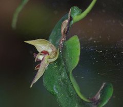 Pleurothallis corysta