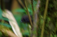 Scytalopus