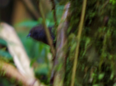 Scytalopus