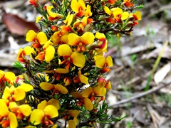 Dillwynia ramosissima