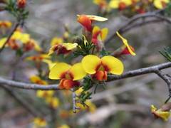 Dillwynia ramosissima