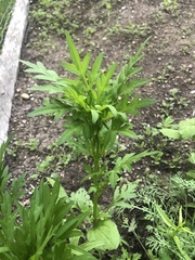 Cosmos sulphureus