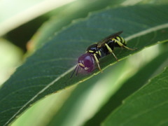 Crossocerus nitidiventris