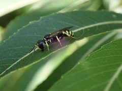 Crossocerus nitidiventris