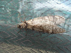 Dysmicohermes disjunctus