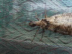 Dysmicohermes disjunctus