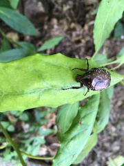 Protaetia orientalis